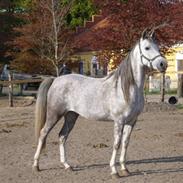 Arabisk fuldblod (OX) delli