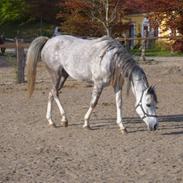 Arabisk fuldblod (OX) delli