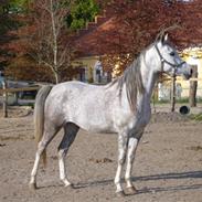 Arabisk fuldblod (OX) delli