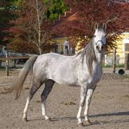 Arabisk fuldblod (OX) delli