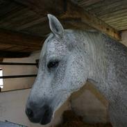 Anglo Araber (AA) Isak  (part)  R.I.P