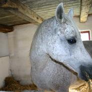 Anglo Araber (AA) Isak  (part)  R.I.P