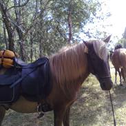 Islænder Jóki Fra Voreslyst [Tidl. Part]