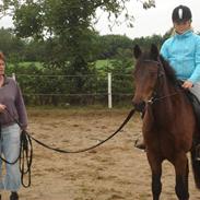 New Forest Fair Choice Sambuca