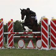 Dansk Varmblod Calliano højris