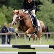 Welsh Pony (sec B) CeltonAristides *solgt*