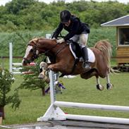 Welsh Pony (sec B) CeltonAristides *solgt*