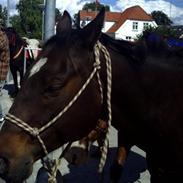 Quarter JMC Brodway Rocky