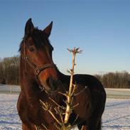 Dansk Varmblod bailey