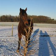 Dansk Varmblod bailey