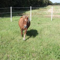 Anden særlig race Sally
