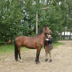 Anden særlig race Cherif ( solgt )