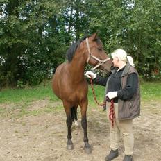 Anden særlig race Cherif ( solgt )