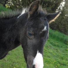 Pinto Lamborghini Solgt !