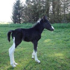 Pinto Lamborghini Solgt !