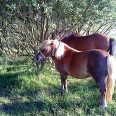 Shetlænder Annebelle