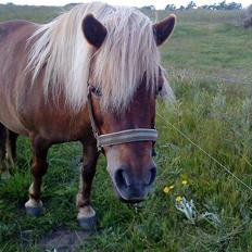 Shetlænder Annebelle
