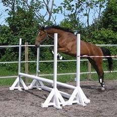 Dansk Varmblod Lillestaruphøjs Killian