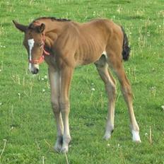 Dansk Varmblod Lillestaruphøjs Killian