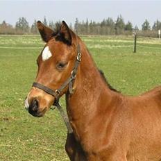 Dansk Varmblod Lillestaruphøjs Capriano