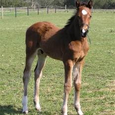 Dansk Varmblod Lillestaruphøjs Capriano