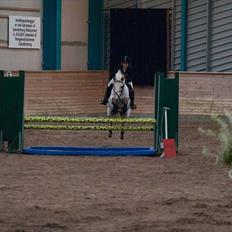 Knabstrupper Lafú *Solgt*