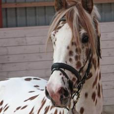 Knabstrupper La Féve's Fion|AVLSHINGST