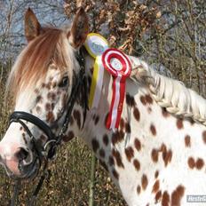 Knabstrupper La Féve's Fion|AVLSHINGST