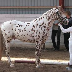 Knabstrupper La Féve's Fion|AVLSHINGST