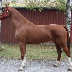 Hollandsk Varmblod Ultiem 