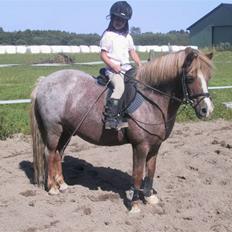 Welsh Mountain (sec A) R.I.P Shadow 