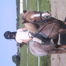 Welsh Mountain (sec A) R.I.P Shadow 