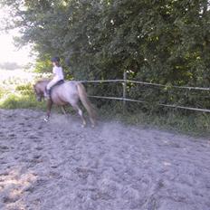 Welsh Mountain (sec A) R.I.P Shadow 