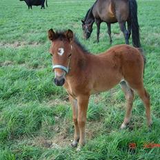 New Forest Alhedens Delight
