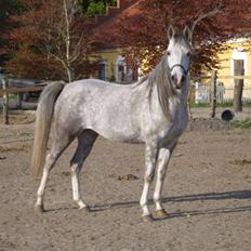 Arabisk fuldblod (OX) delli