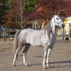 Arabisk fuldblod (OX) delli