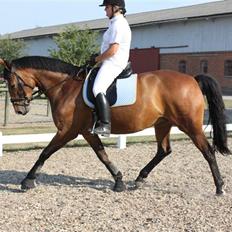 Dansk Varmblod Schwiggi Kira