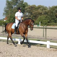 Dansk Varmblod Schwiggi Kira