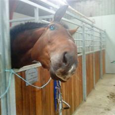 Dansk Varmblod Don Corleone