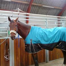 Dansk Varmblod Don Corleone