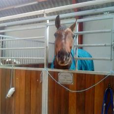 Dansk Varmblod Don Corleone