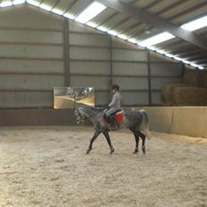 Welsh Cob (sec D) Lambay Nobility R.I.P