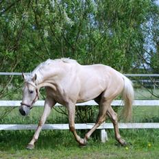 Fuldblod (XX) Palomino Mr Din X XX