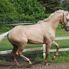 Fuldblod (XX) Palomino Mr Din X XX