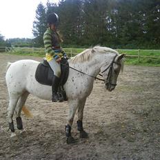 Knabstrupper Lafú *Solgt*