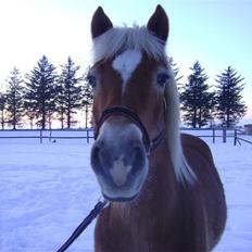 Haflinger Wonder