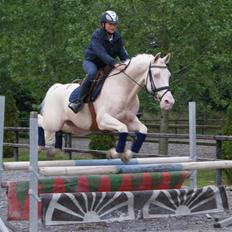 Palomino Sandgravgård Ricko SOLGT