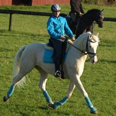 Palomino Sandgravgård Ricko SOLGT