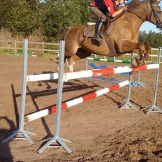 Tysk Sportspony Lotusblume