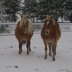 Haflinger Wonder